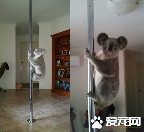 无尾熊私闯民宅大秀钢管舞 超萌模样让屋主终生难忘