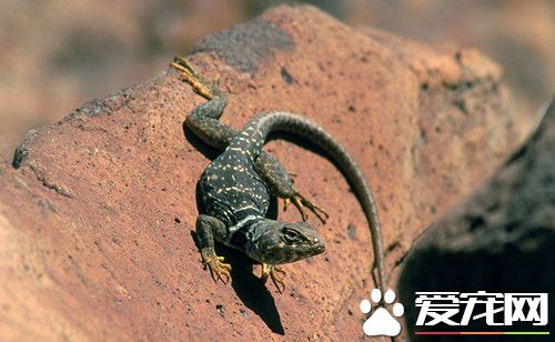 蜥蜴最喜欢吃什么 不同蜥蜴吃的也不相同