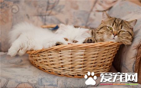 你懒洋洋，我也懒洋洋，喵~