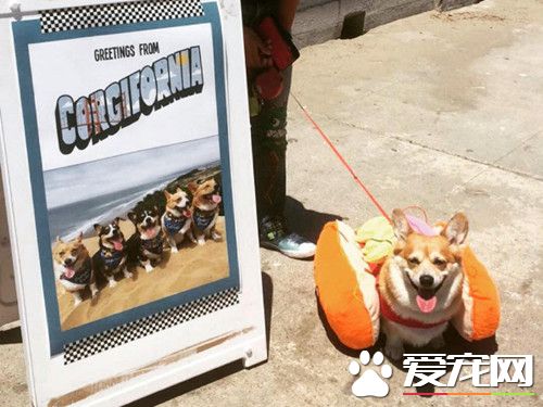 792只柯基在旧金山海滩上奔跑 死侍造型赢最萌造型奖