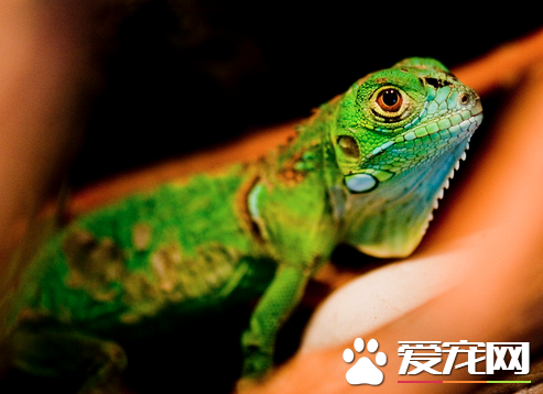 蜥蜴怕水吗 蜥蜴大多分布在热带和亚热带