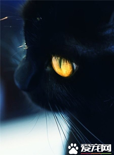 大爱黑猫~最有神秘感了，全纯黑的毛，金色的眼瞳。神秘感大增~