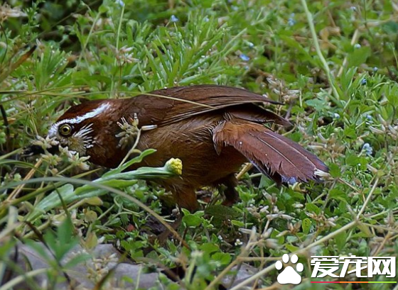 什么画眉鸟最能打 其优劣主要是通过相其貌而知其性