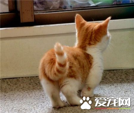 撅着小屁股扭一扭~短脚猫真是要人命.....