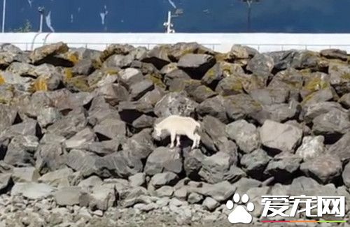 山羊被尾随拍照逼到堤岸 山羊跳海死前影像曝光