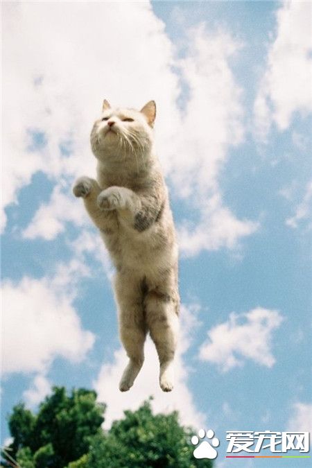 飞起来了，哈哈！