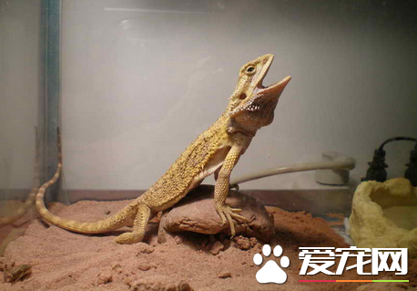 家养蜥蜴种类 详解蜥蜴的8大常见品种