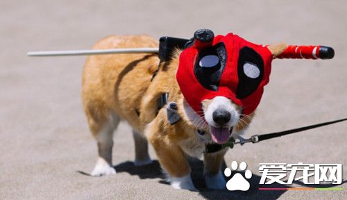 792只柯基在旧金山海滩上奔跑 死侍造型赢最萌造型奖