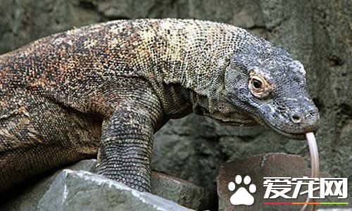 史上最大的蜥蜴 世界上最大的蜥蜴科摩多龙