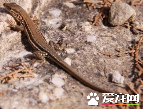 蜥蜴为什么会变色 是一种非随意的生理行为变化