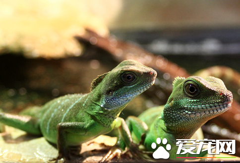 蜥蜴生病了怎么办 详解蜥蜴的常见病及防治