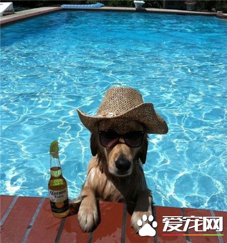 一只牛仔狗的夏季日常！