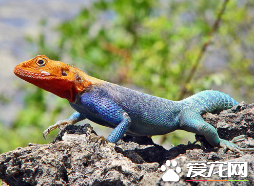 如何喂养蜥蜴 详解养蜥蜴要注意的一些问题