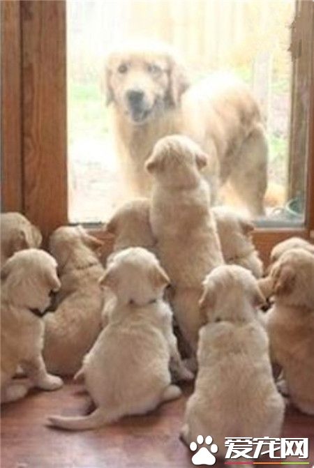 一不小心生了一群熊孩子，感觉有点蒙圈呢！