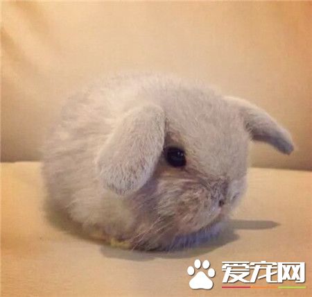 兔星人，静如萌兔，我不动我不动~