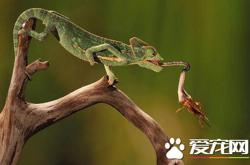 家养蜥蜴品种 一般宠物蜥蜴有以下几个品种