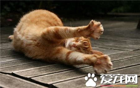 伸个懒腰~ 肚子好大！