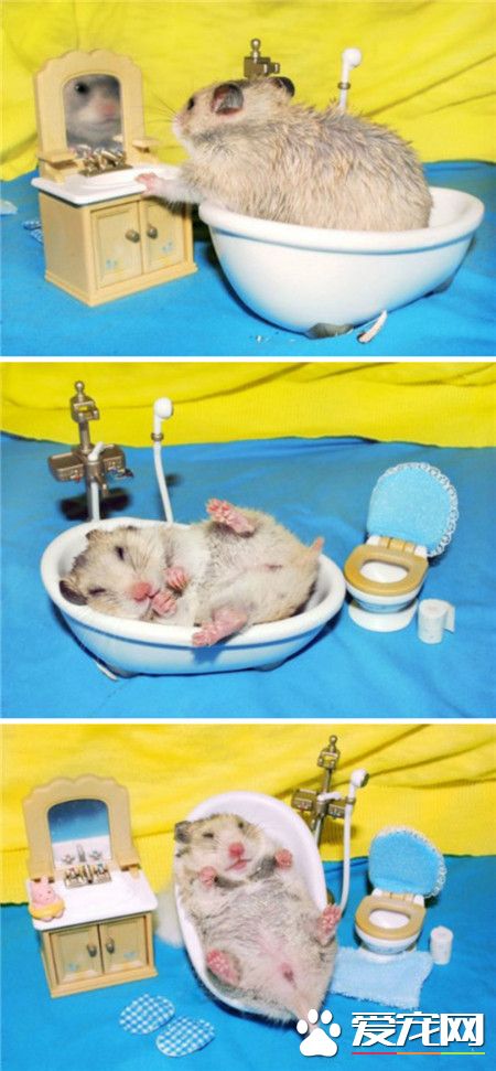 仓鼠的幸福生活 洗澡…洗澡… 还是洗澡…
