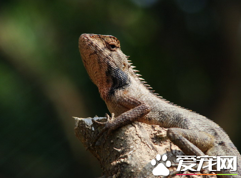 蜥蜴是爬行动物吗 是爬行类(爬虫类)中种类最多的