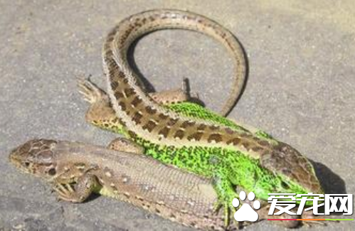 蜥蜴会变色吗 避役类蜥蜴的变色能力很强