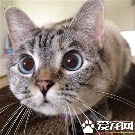 眼睛睁那么大，看啥呢？