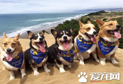 792只柯基在旧金山海滩上奔跑 死侍造型赢最萌造型奖