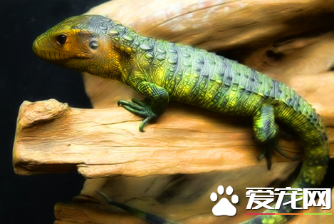 蜥蜴是变色龙吗 蜥蜴这个概念包括了变色龙等