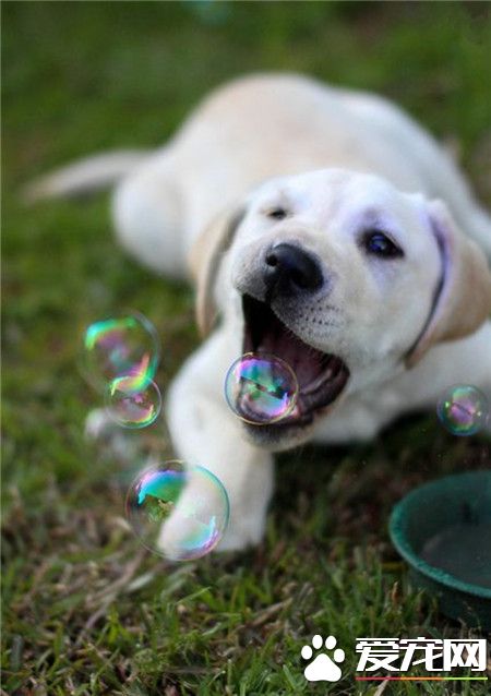 为什么这个泡泡一直咬不到呢？