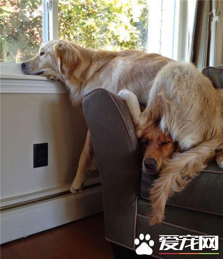 因为坐着看妹纸高度不够，所以要找个狗垫垫脚的么？