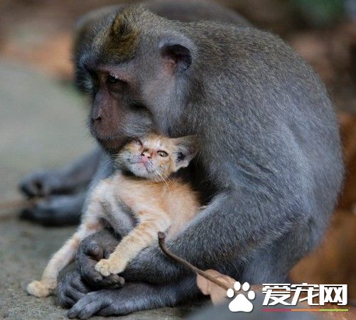 无私的母爱 猴妈妈领养小猫咪抱紧紧疼入心