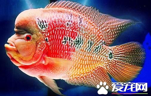 罗汉鱼配对 给罗汉鱼配对的三种方法