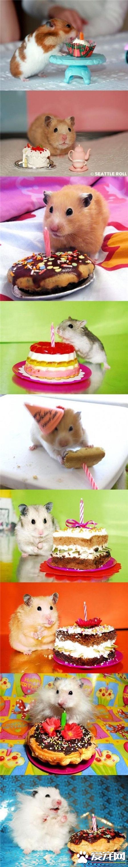 仓鼠过生日！