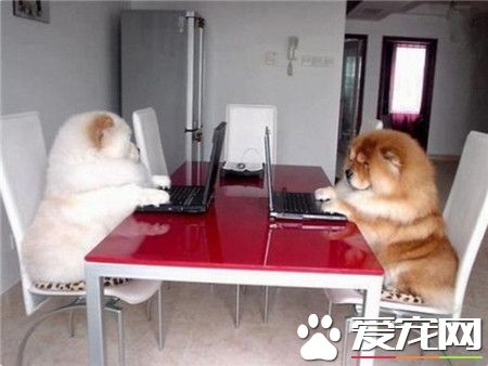 这年头还有汪做不到的么？