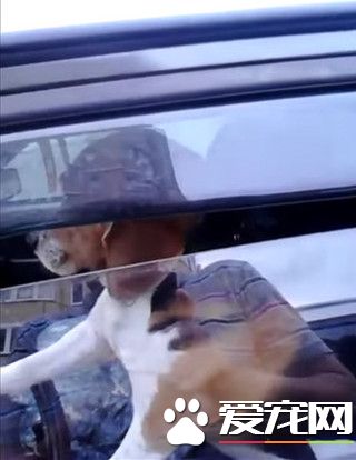 被主人留在车上 狗狗狂按喇叭抗议