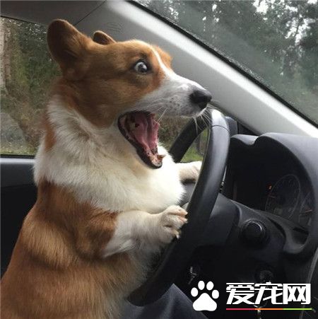 啊，不好，前面有情况，老司机也招架不来了！