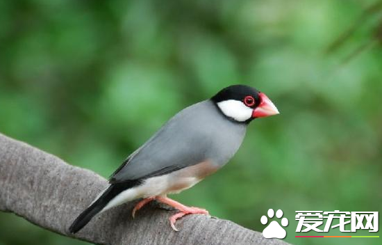 灰文鸟怎么分公母 雄鸟嘴峰弧度大雌鸟的小