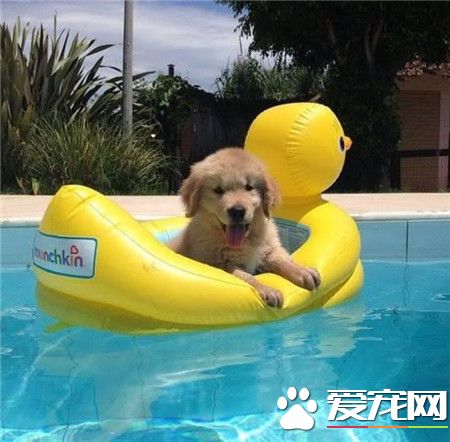 小萌狗配上小黄鸭，简直萌的不要不要的！