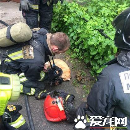 大爱无界 俄消防员氧气罩抢救猫咪