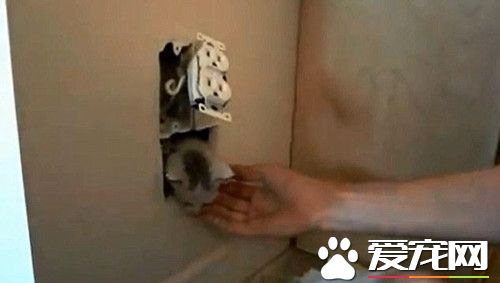 屋内墙壁传来猫叫声 最终在电源插座后挖出小猫