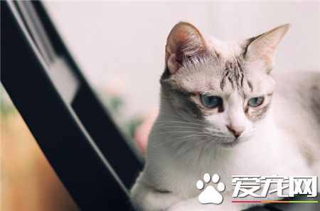 做一个优雅知性的名媛！