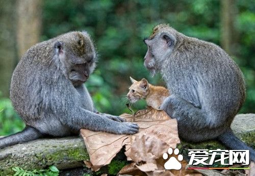 无私的母爱 猴妈妈领养小猫咪抱紧紧疼入心
