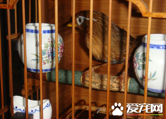 画眉鸟撞笼怎么办 特别注意那些饲养新下山的生鸟