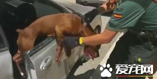 联系不上车主警员击破车窗 勇救热昏比特犬
