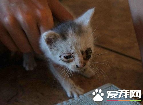 屋内墙壁传来猫叫声 最终在电源插座后挖出小猫