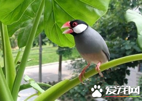 灰文鸟怎么养 在它的食物中需要混杂青米