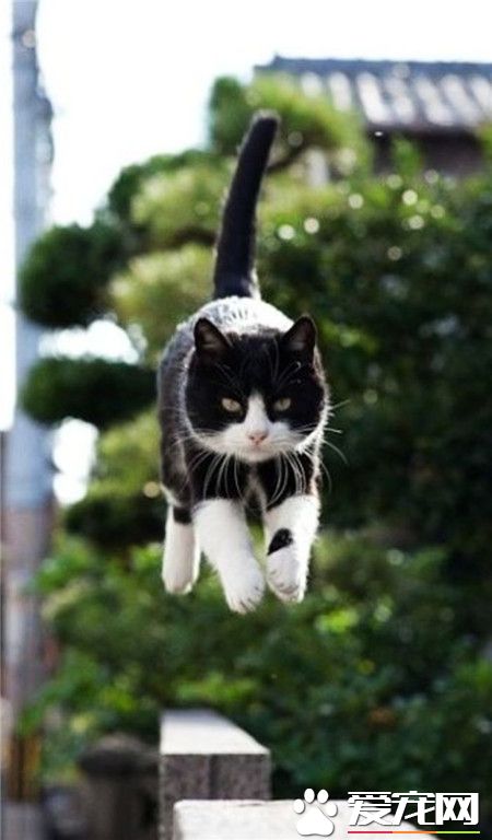 现实版的“黑猫警长”~~好凌厉的眼神~~