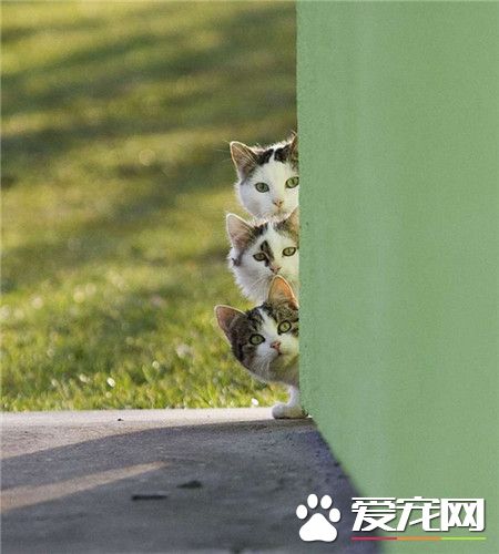 有情况！快！赶紧隐蔽！