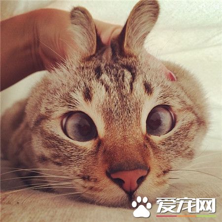 喵星人一旦对眼后，从此就跟高冷这个词无缘了！