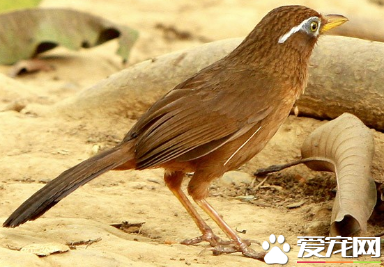 画眉鸟什么时候换毛 以及换毛期间注意饲养事项