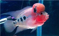 罗汉鱼常见病 五种常见罗汉鱼病症防治方法